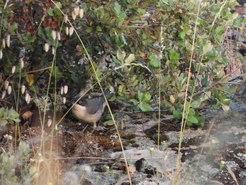 Western Orphean Warbler (Curruca hortensis), photo 9