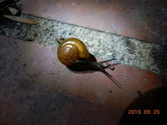 Macrochlamys hippocastaneum