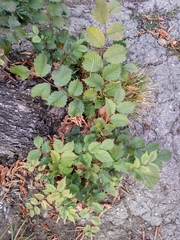 Ulmus