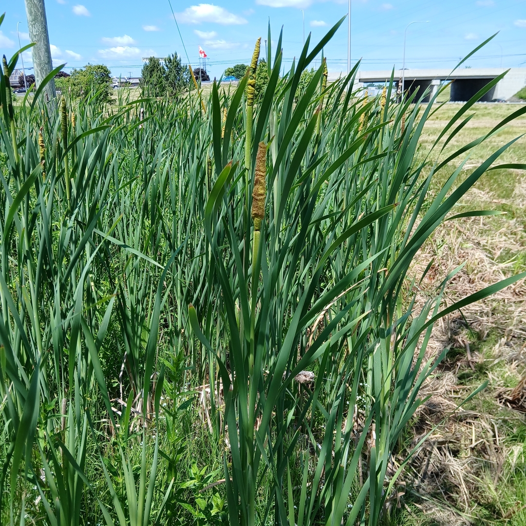 Broadleaf cattail (Typha latifolia)