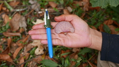 Auricularia minor