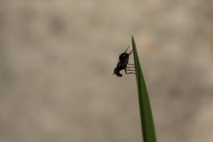 Rivellia syngenesiae