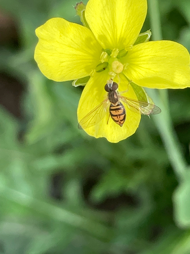 Unknown species found near Mabelle Ln, Missoula, MT, US