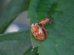 Harmonia axyridis