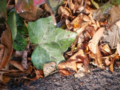 Hedera helix