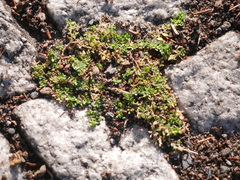 Herniaria glabra