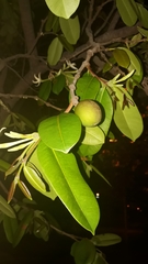 Hancornia speciosa