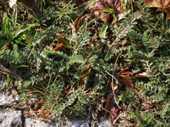 Achillea millefolium