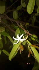 Hancornia speciosa