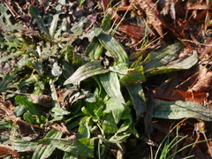 Plantago lanceolata