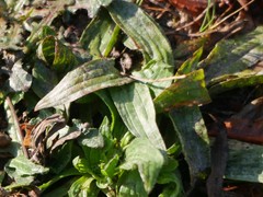 Podosphaera plantaginis