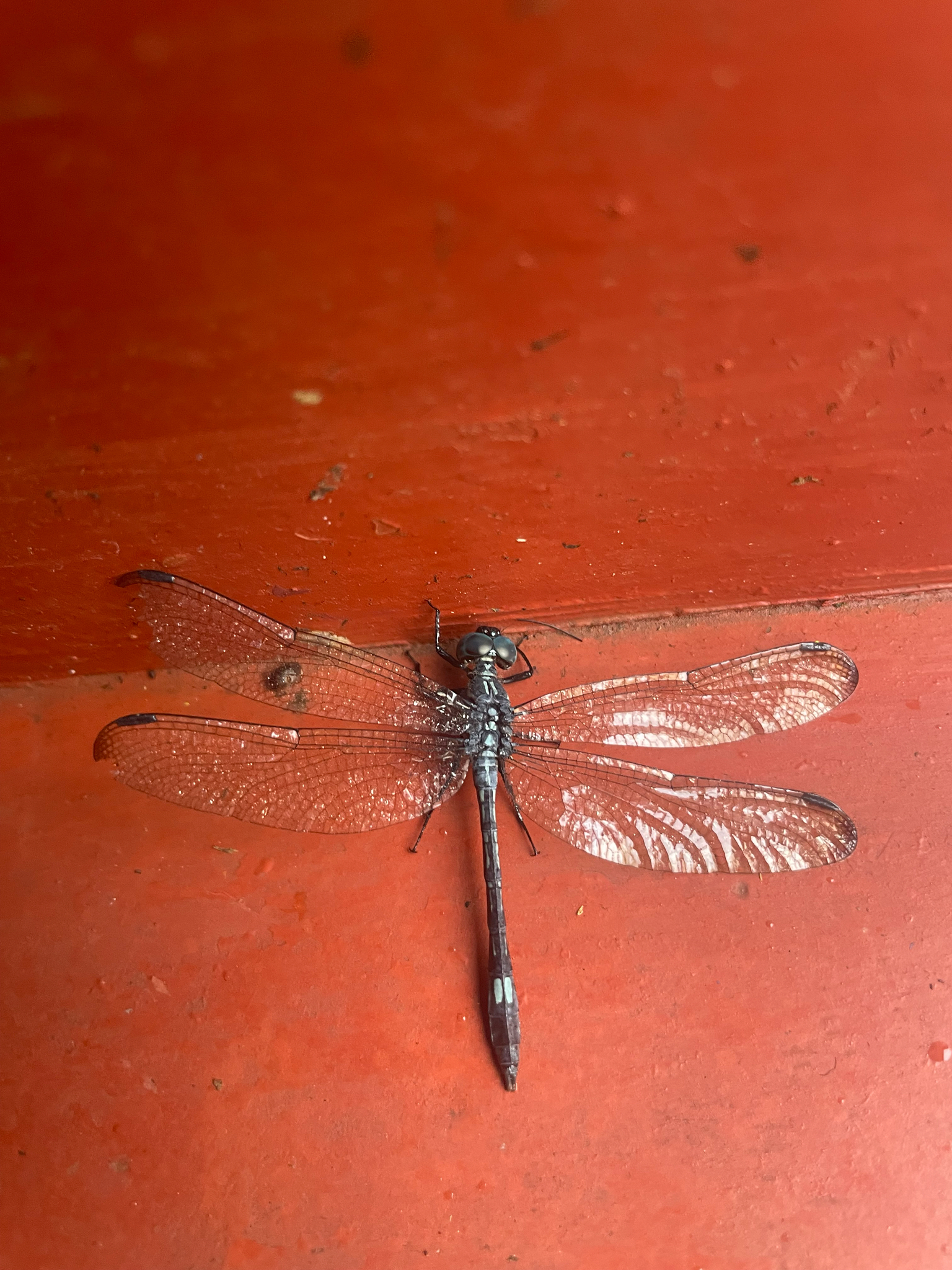 Blue Hawklet