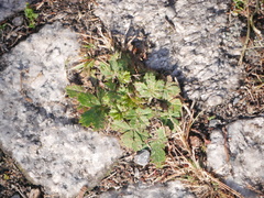 Potentilla argentea