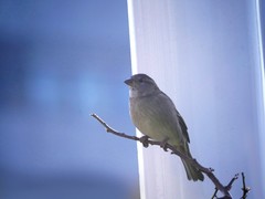 Passer domesticus