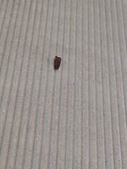 Lepidoptera