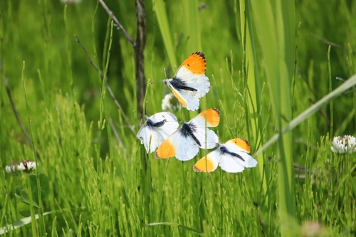 Orange-tip