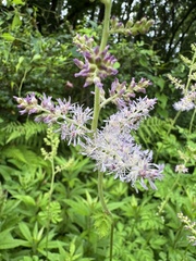 Astilbe microphylla, photograph (c) Satoshi Y, some rights reserved (CC BY)