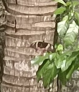 Common Mormon