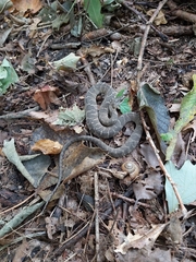 Nerodia sipedon insularum