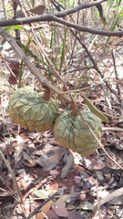 Duguetia furfuracea