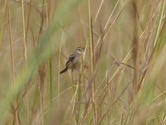 Cisticola juncidis