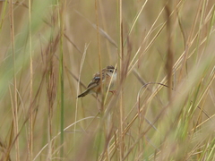 Cisticola juncidis