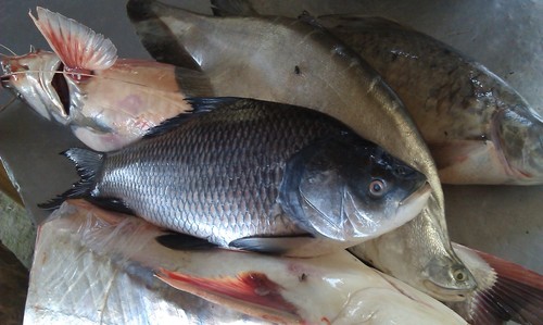 Catla (Gibelion catla) — Cyprinidae — 4