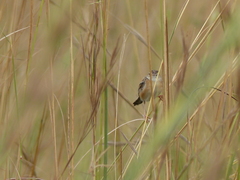 Cisticola juncidis