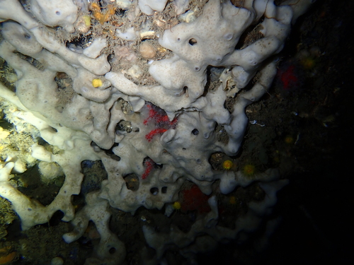 Kidney Sponge, IIla Pedrosa, photo 6 of 10