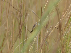 Cisticola juncidis