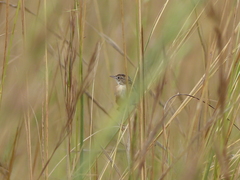 Cisticola juncidis