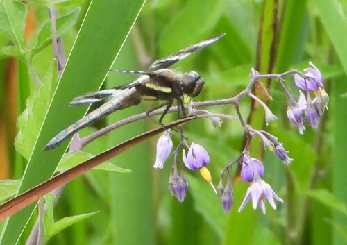 Twelve-spotted skimmer