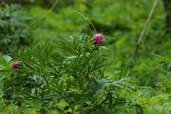 Paeonia hybrida