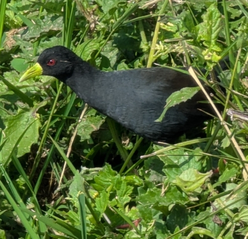 Black Crake (Zapornia flavirostra), photo 9