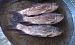 Rohu photo 5
