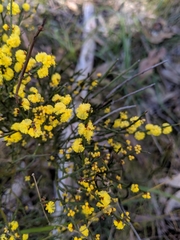 Acacia rigens