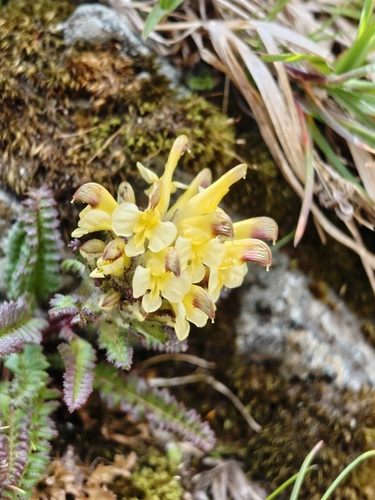 Oeder's lousewort (Pedicularis oederi)