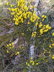 Acacia rigens