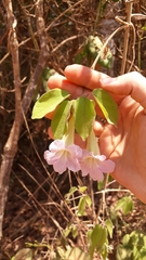 Stizophyllum perforatum