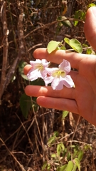 Stizophyllum perforatum