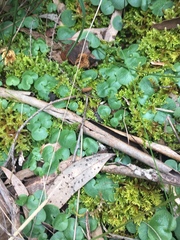Corybas diemenicus