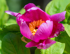 Paeonia mascula