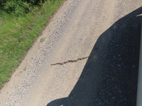 iNaturalist observation 2025-06-25