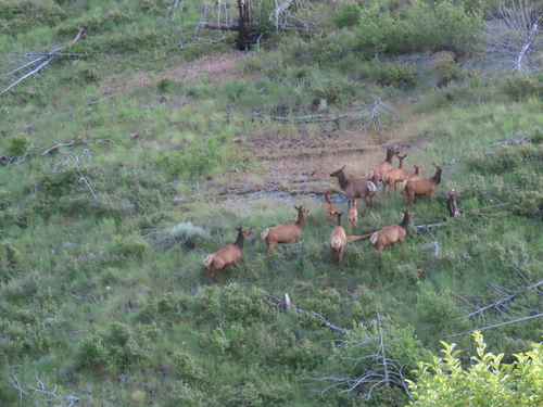 iNaturalist observation 2025-06-23