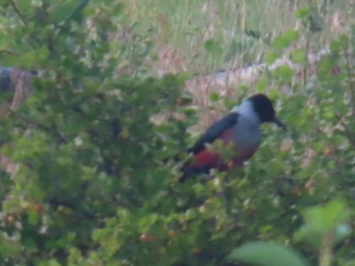 iNaturalist observation 2025-06-23