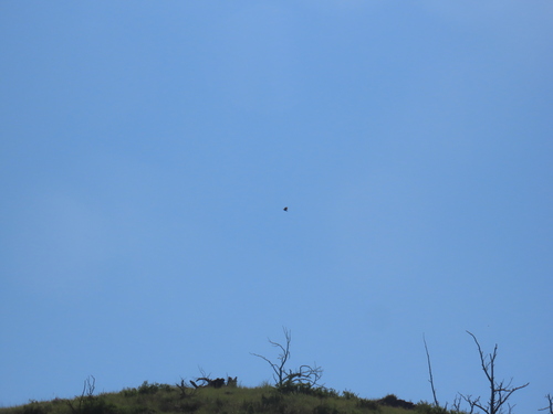 iNaturalist observation 2025-06-25