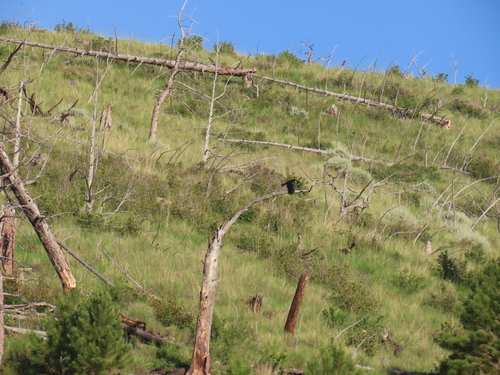 iNaturalist observation 2025-06-23