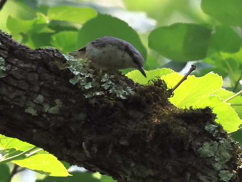Eurasian Nuthatch