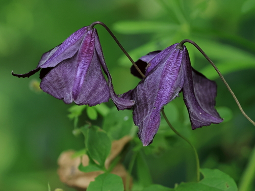 Italian Clematis