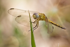 Orthetrum abbotti